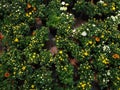 Chrysanthemum indicum or Indian chrysanthemum plants in the garden