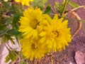 Chrysanthemum indicum Linn flowers. Royalty Free Stock Photo