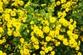 Chrysanthemum Indicum Linn flowers in the garden Royalty Free Stock Photo