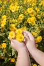 Chrysanthemum indicum Linn flowers Royalty Free Stock Photo