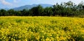 Chrysanthemum indicum Linn flowers. Royalty Free Stock Photo