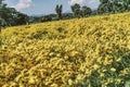 Chrysanthemum indicum Linn flowers, yellow chrysanthemum indicum field. Royalty Free Stock Photo