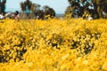 Chrysanthemum indicum Linn flowers, yellow chrysanthemum indicum field. Royalty Free Stock Photo