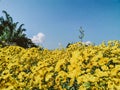 Chrysanthemum indicum Linn flowers, yellow chrysanthemum indicum field. Royalty Free Stock Photo