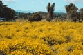 Chrysanthemum indicum Linn flowers, yellow chrysanthemum indicum field. Royalty Free Stock Photo