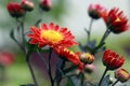 Chrysanthemum indicum. Chrysanthemum outdoor flowers bouquet. Royalty Free Stock Photo