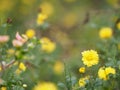 Chrysanthemum indicum Scientific name Dendranthema morifolium, Flavonoids,Closeup pollen of yellow flower blooming in garden on