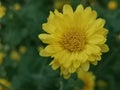 Chrysanthemum indicum Scientific name Dendranthema morifolium, Flavonoids,Closeup pollen of yellow flower blooming in garden on