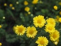 Chrysanthemum indicum Scientific name Dendranthema morifolium, Flavonoids,Closeup pollen of yellow flower blooming in garden on bl
