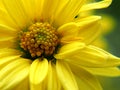 Chrysanthemum indicum Scientific name Dendranthema morifolium, Flavonoids,Closeup pollen of yellow flower, macro photo