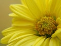 Chrysanthemum indicum Scientific name Dendranthema morifolium, Flavonoids,Closeup pollen of yellow flower, macro photo