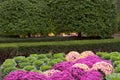 Chrysanthemum and Kale Garden Crossing Royalty Free Stock Photo