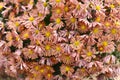 Chrysanthemum koreanum Funtime close up