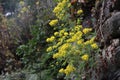 chrysanthemum lavandulifolium