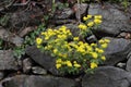 chrysanthemum lavandulifolium