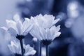 Chrysanthemum lavandulifolium flowers with yellow petals on Cyan Color Style