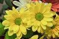 Chrysanthemum lavandulifolium flowers with yellow petals