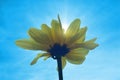 Chrysanthemum lavandulifolium flowers with yellow petals