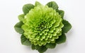 Chrysanthemum leaf against a white backdrop -Generative Ai