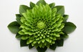 Chrysanthemum leaf against a white backdrop -Generative Ai