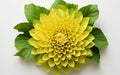 Chrysanthemum leaf against a white backdrop -Generative Ai