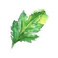 Chrysanthemum leaf. Colored hand drawn watercolor illustration. Isolated on white background