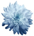 Chrysanthemum light blue. Flower on isolated white background with clipping path without shadows. Close-up. For design. Royalty Free Stock Photo
