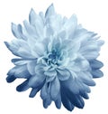 Chrysanthemum light blue. Flower on isolated white background with clipping path without shadows. Close-up. For design.