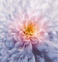 Chrysanthemum  light blue. Flower on  isolated  white background with clipping path without shadows. Close-up. For design. Royalty Free Stock Photo