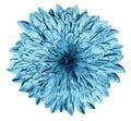 Chrysanthemum light blue flower on white isolated background with clipping path. no shadows. Closeup.