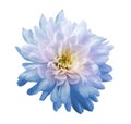 Chrysanthemum light blue-pink. Flower on isolated white background with clipping path without shadows. Close-up. For design. Royalty Free Stock Photo