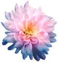 Chrysanthemum light blue-purple. Flower on isolated white background with clipping path without shadows. Close-up. For design. Royalty Free Stock Photo