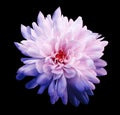 Chrysanthemum light pink-blue. Flower on isolated black background with clipping path without shadows. Close-up. For design.