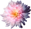 Chrysanthemum  light pink-blue. Flower on  isolated  white background with clipping path without shadows. Close-up. For design. Royalty Free Stock Photo