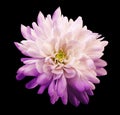 Chrysanthemum light pink. Flower on isolated black background with clipping path without shadows. Close-up. For design. Royalty Free Stock Photo