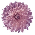 Chrysanthemum light pink. Flower on isolated white ba ckground with clipping path without shadows. Close-up. For design.