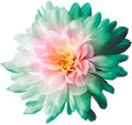 Chrysanthemum light pink-green. Flower on isolated white background with clipping path without shadows. Close-up. For design.