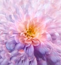 Chrysanthemum light purple. Floral background Close-up. For design.