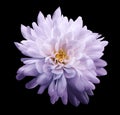 Chrysanthemum light purple. Flower on isolated black background with clipping path without shadows. Close-up. For design. Royalty Free Stock Photo