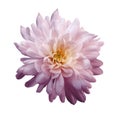 Chrysanthemum light purple. Flower on isolated white background with clipping path without shadows. Close-up. For design.