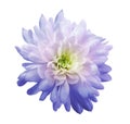 Chrysanthemum light purple-pink. Flower on isolated white background with clipping path without shadows. Close-up. For design. Royalty Free Stock Photo