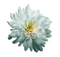 Chrysanthemum light turquoise. Flower on isolated white background with clipping path without shadows. Close-up. For design. Royalty Free Stock Photo