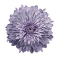 Chrysanthemum light violet. Flower on isolated white background with clipping path without shadows. Close-up. For design. Royalty Free Stock Photo