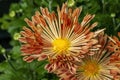 Chrysanthemum `Louise` Royalty Free Stock Photo