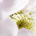 Chrysanthemum macro disk sq