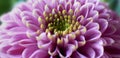 Chrysanthemum Morifolium Royalty Free Stock Photo