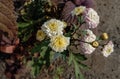 Chrysanthemum morifolium flower blooms hear nature plant background