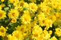 Chrysanthemum morifolium Ramat is a perennial herb covered with yellow villous hairs