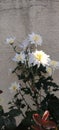 Chrysanthemum morifolium white flowers