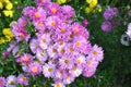 Chrysanthemum morifolium - a variety of Korean chrysanthemum called Meteorite Royalty Free Stock Photo
